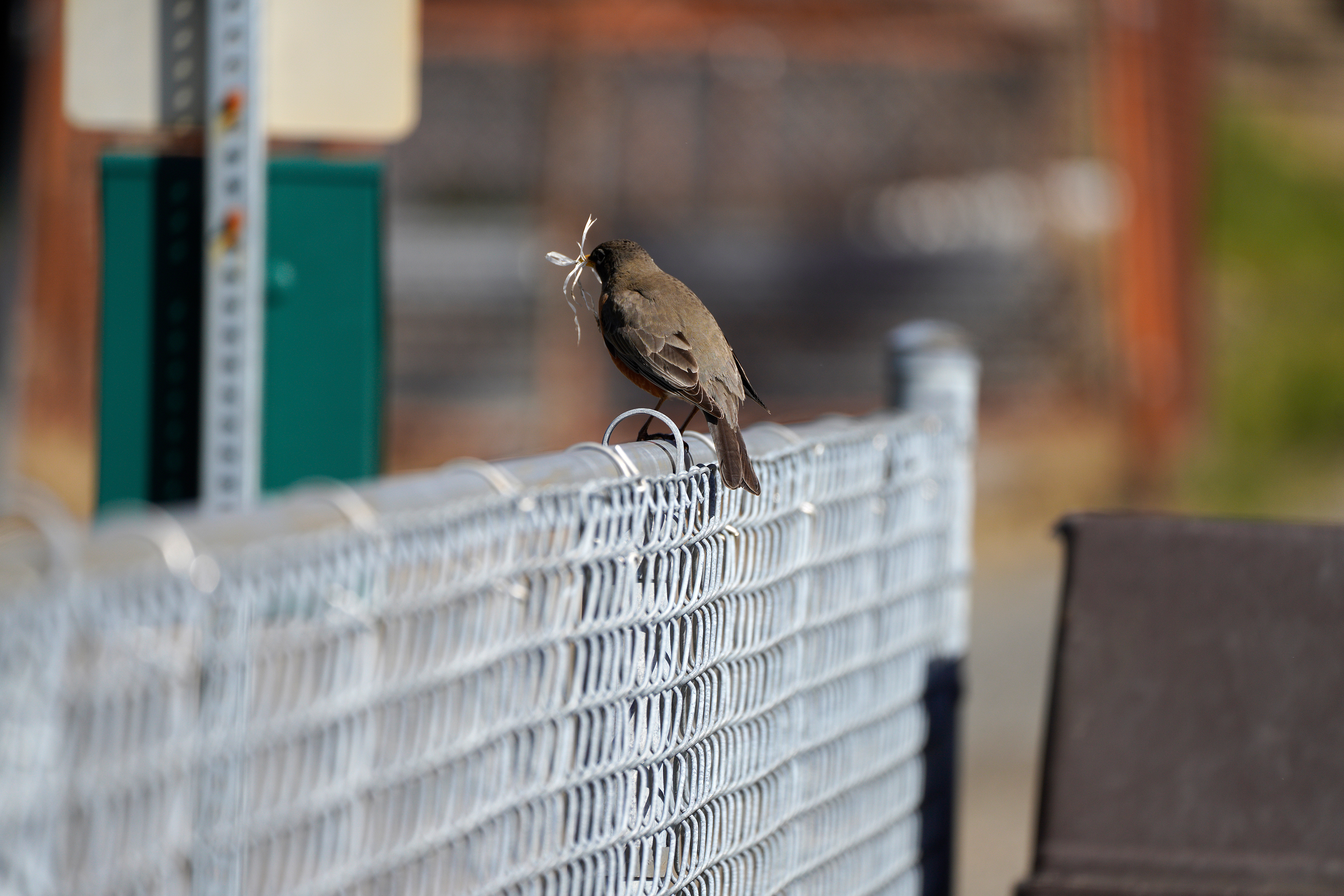 Robin 042022 01